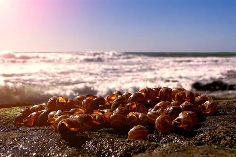 Snail shells on a beach Stock Photos