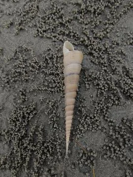 Snail shells on the beach sand Stock Photos