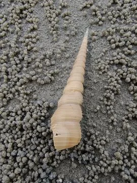 Snail shells on the beach sand Stock Photos