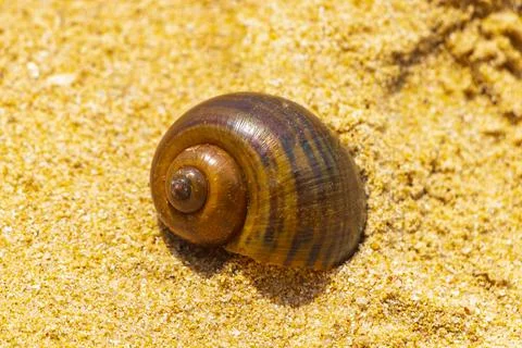 Snail shells on beach sand on Phuket island Thailand. 库存照片