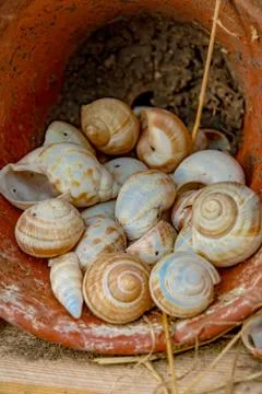 Snail shells in a flowerpot Stock Photos