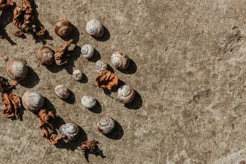 Snail shells on the ground surrounded with dry orange leaves. Stock Photos
