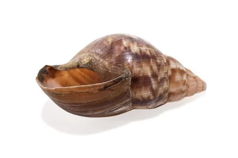 Snail shells isolated on white background Stock Photos
