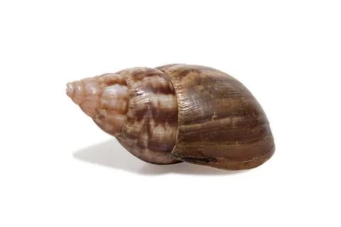 Snail shells isolated on white background Stock Photos