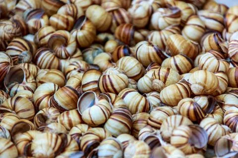 Snail shells Photos