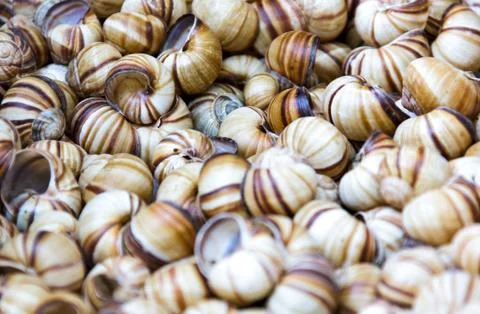 Snail shells Stockfoto's