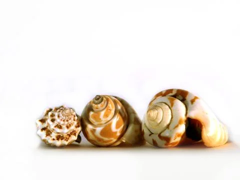 Snail shells Stock Photos