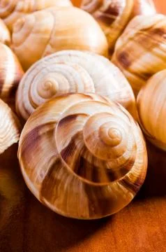 Snail shells Stockfoto's