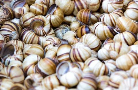 Snail shells 库存照片