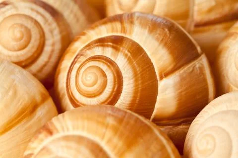 Snail shells Stock Photos