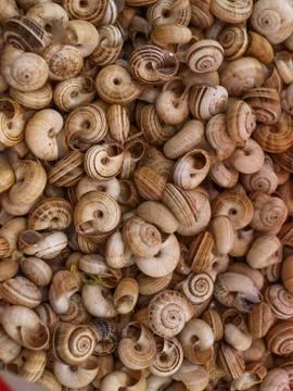 Snail shells Foto stock