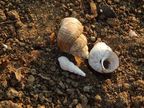 Snail shells Stock Photos