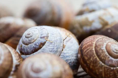 Snail shells selective focus photo Stock Photos
