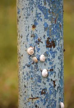 Snail shells stuck to an old pipe with peeling paint Stock Photos