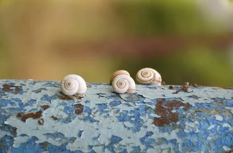 Snail shells stuck to an old pipe with peeling paint Stock Photos
