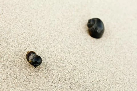 Snail shells on a Wet Sandy Beach Stock Photos