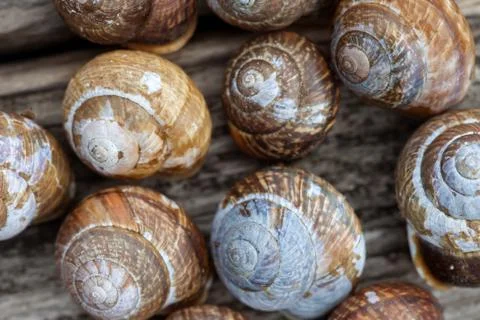 Snail shells on wood plank background Stock Photos