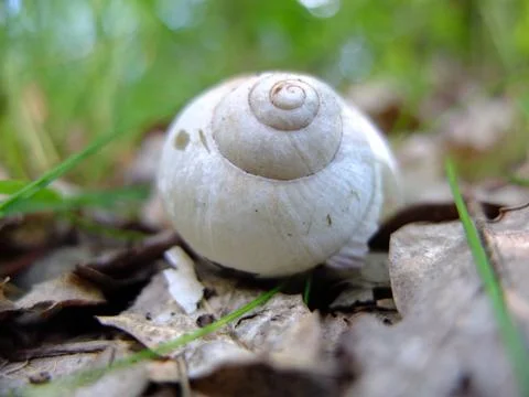 Snail shells in the woods Stock Photos