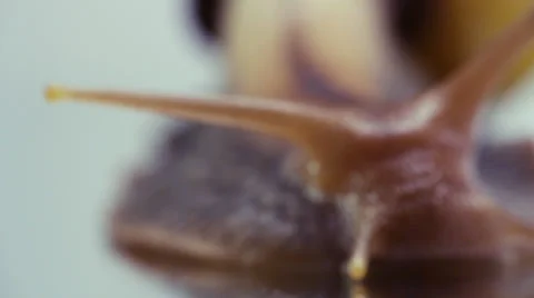 Snail shot slider macro Stock Footage 39809574