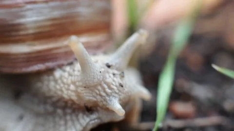 The snail is shy of the camera. Stock Footage