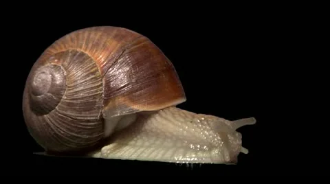 Snail side isolated Video stock 10941624