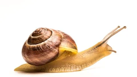 Snail side shoot on a bright white background Stock Photos