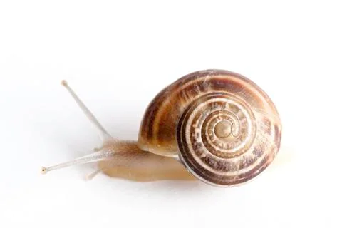 Snail with @ Sign Stock Photos