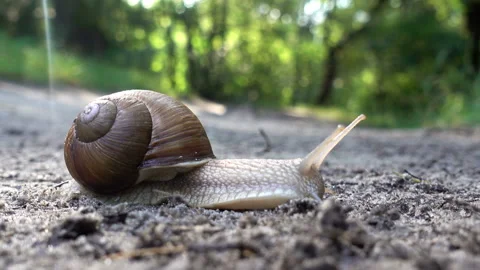 The snail in the sink crawls on the ground Stock Footage 93162292