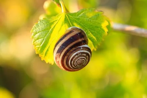 Snail siting on a grape leaf, close-up Stock Photos