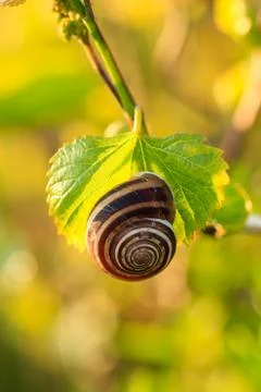 Snail siting on a grape leaf, close-up Stock Photos