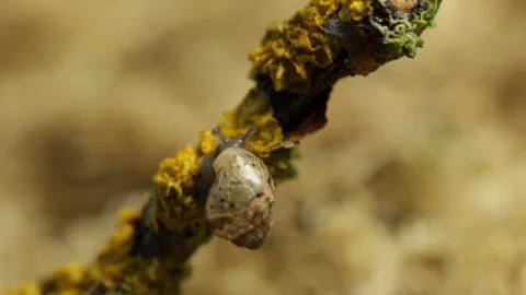 Snail sits Video stock 120689282