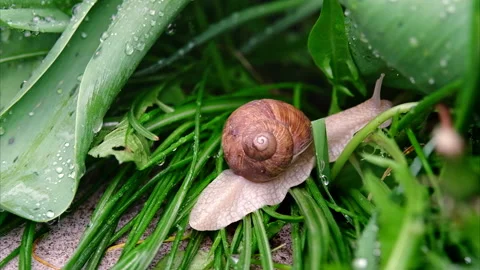 The snail sits on green grass Stock Footage 239554061