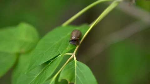 A snail sits on a green leaf. Snail with a shell on its back. Slowly Stock Footage 113640121