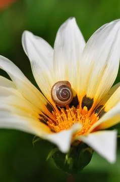 A snail sits in the shell on a white-orange flower close-up . Stock Photos
