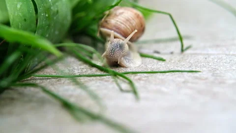 The snail sits on the tiles in the yard and eats grass. Stock Footage 239553189