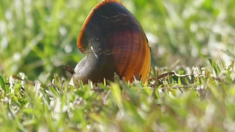 A snail sitting on the grass Stock Footage 155393966