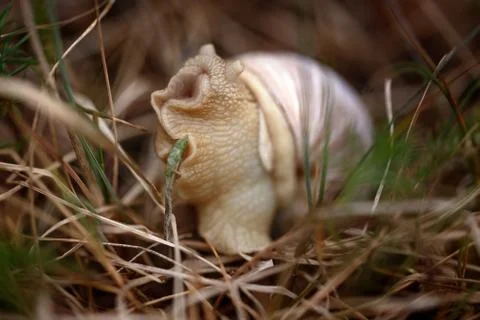 Snail sitting in the grass Stock Photos