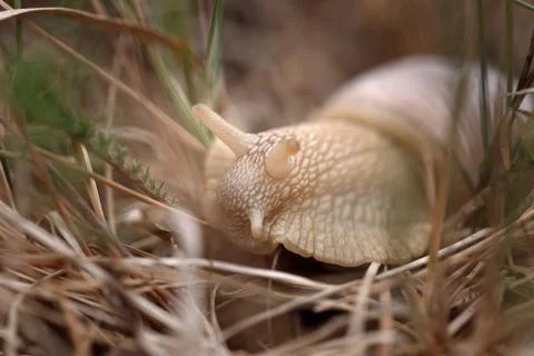 Snail sitting in the grass Stock Photos