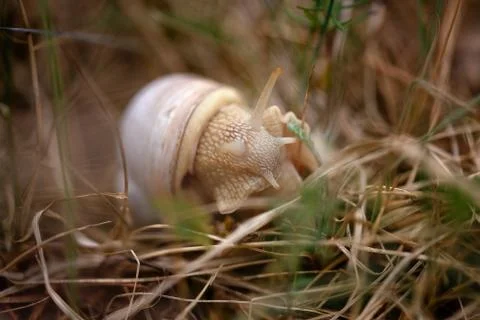 Snail sitting in the grass Stock Photos