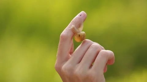 Snail sitting on hand or palm and slowly crawling over skin Stock-Footage 164904172