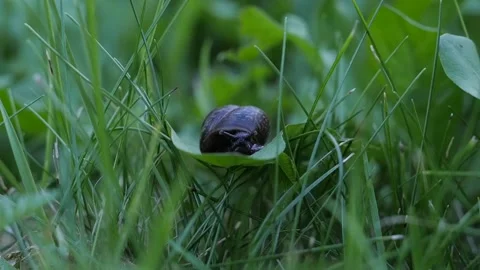 Snail sitting on a leaf, eating Stock-Footage 116436951
