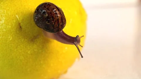 A snail is sitting on a lemon, catching raindrops Video stock 303433326