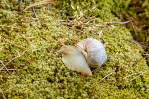 Snail sitting on the moss surface Stock Photos