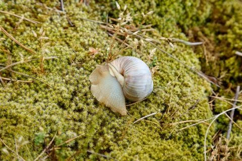 Snail sitting on the moss surface Stock Photos