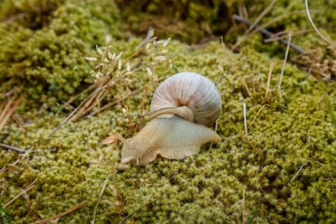 Snail sitting on the moss surface Stock Photos