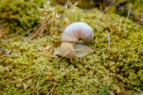 Snail sitting on the moss surface Stock Photos