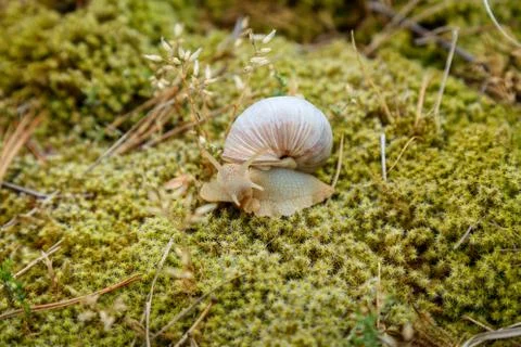 Snail sitting on the moss surface Stock Photos