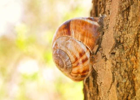 Snail sitting on tree in forest hidden Stock Photos