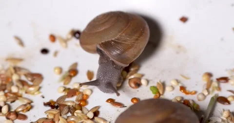 Snail skin texture close-up. Stock Footage 269634420