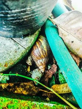 Snail sleeping Foto stock